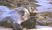 Hawaiian Monk Seal and Pup